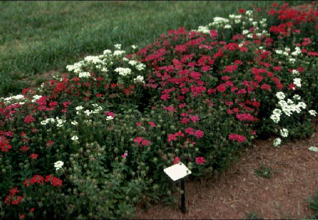 شاهپسند یکساله